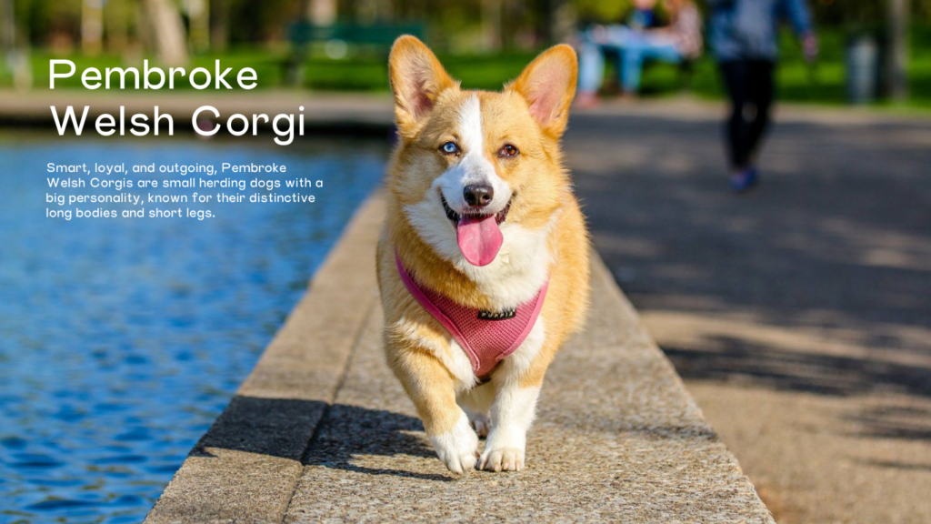 Pembroke Welsh Corgi