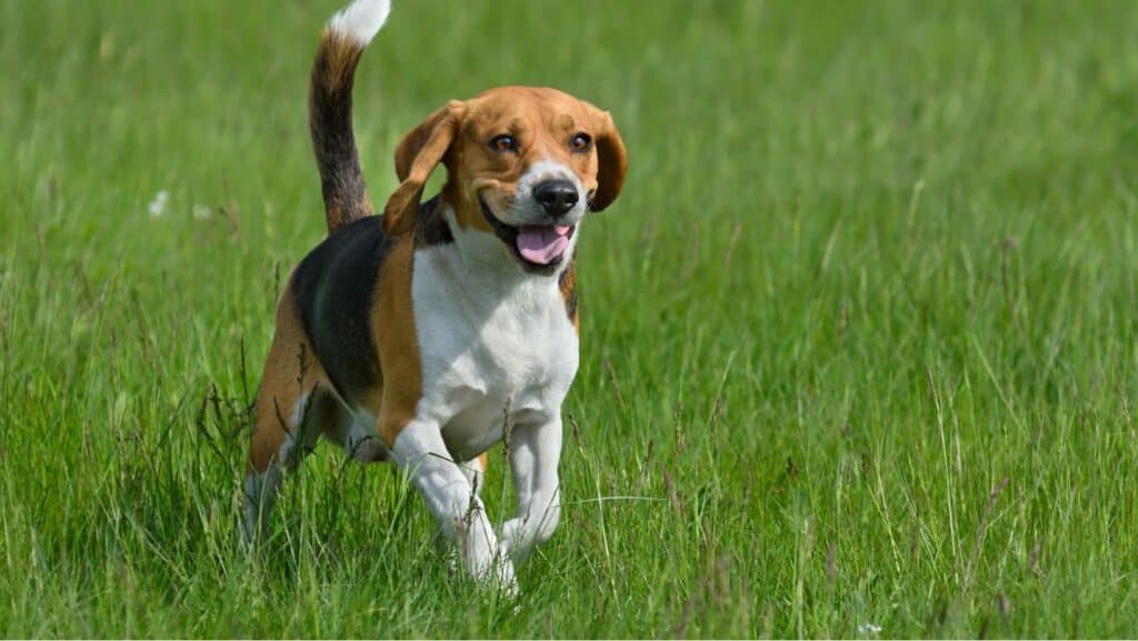 Hunting Dog Breeds