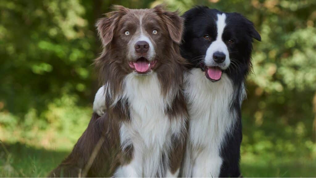 Intelligent Dog Breeds