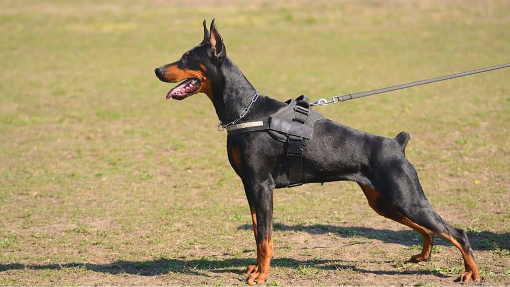 Intelligent Dog Breeds