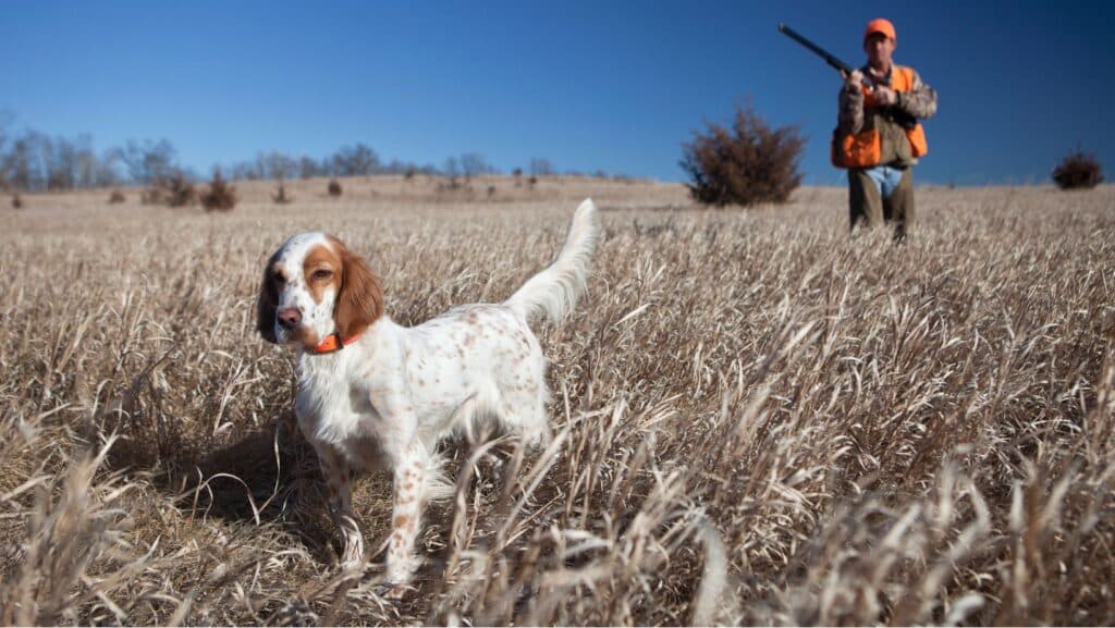 Hunting Dog Breeds