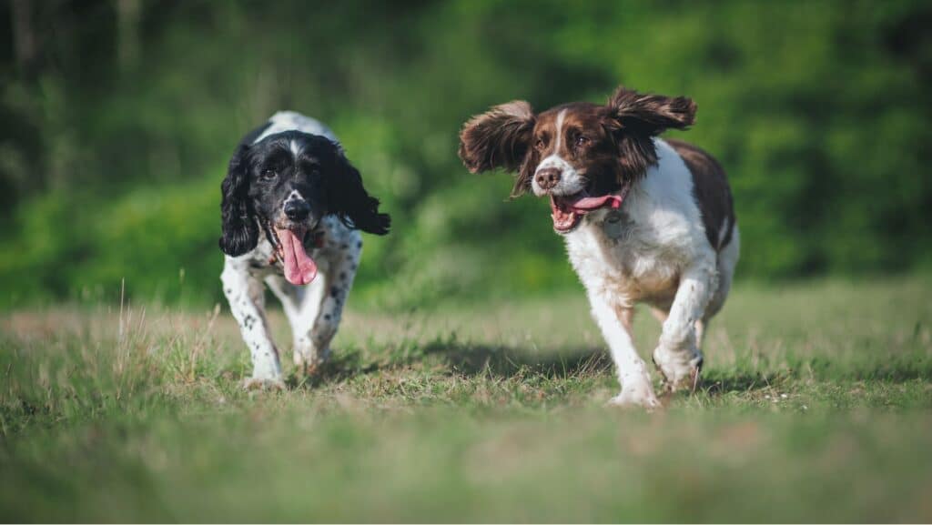Hunting Dog Breeds