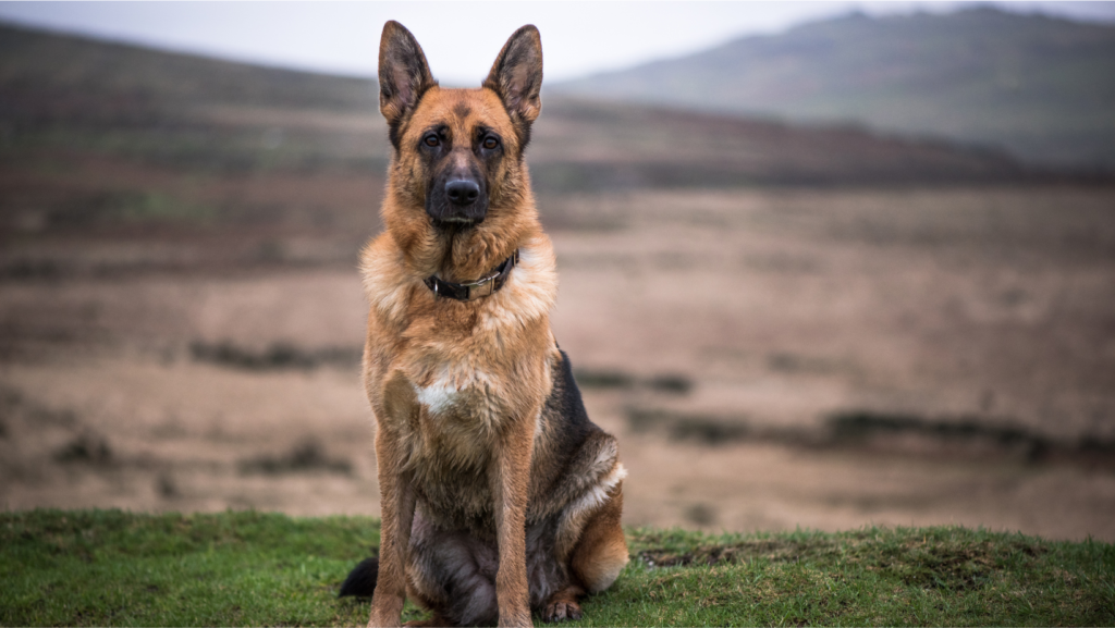 Intelligent Dog Breeds