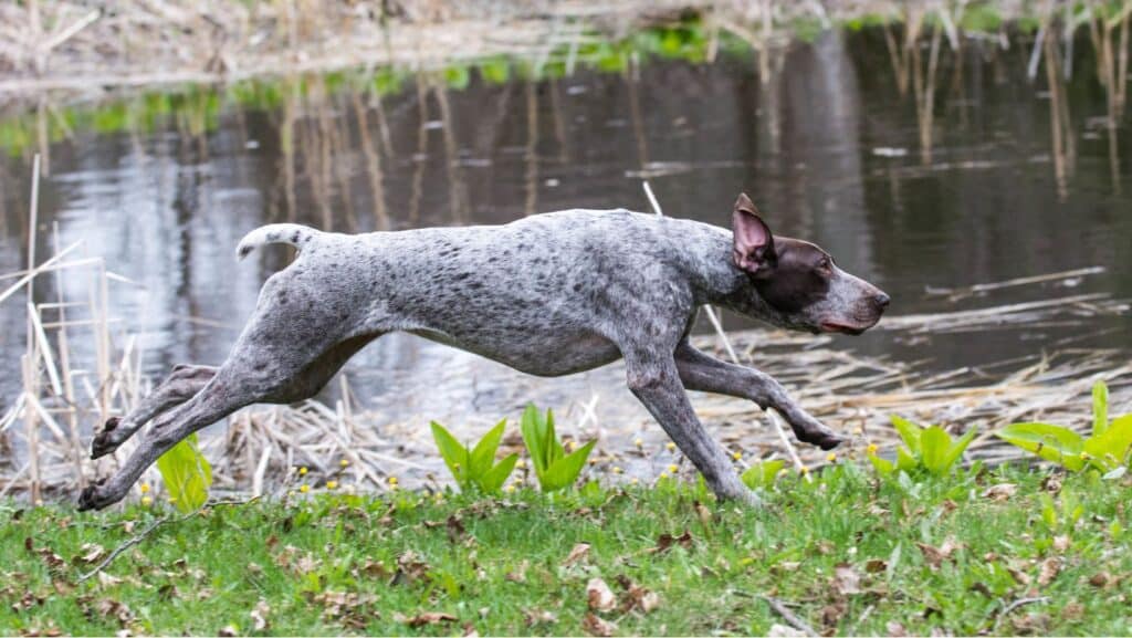 Hunting Dog Breeds