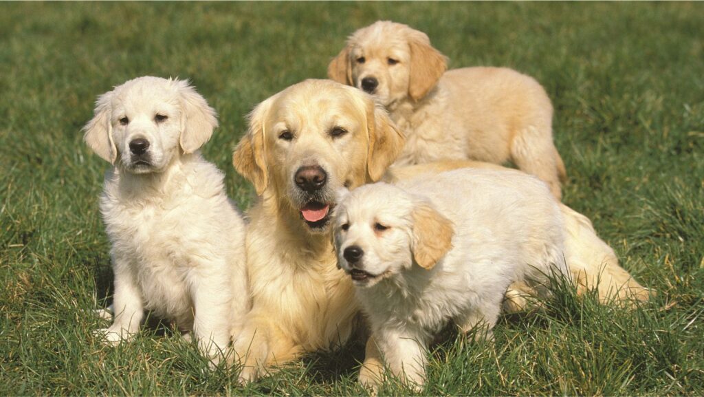 Intelligent Dog Breeds