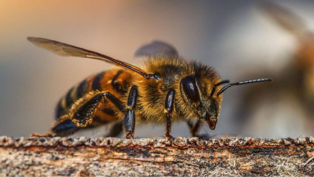The Honey Bee