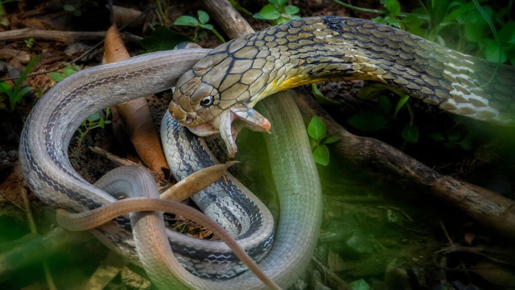 King Cobra Venom