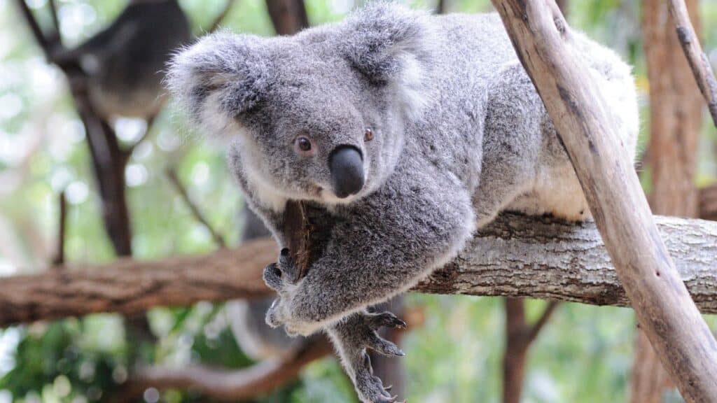 Understanding Koalas