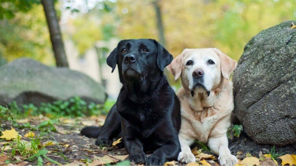 Hunting Dog Breeds