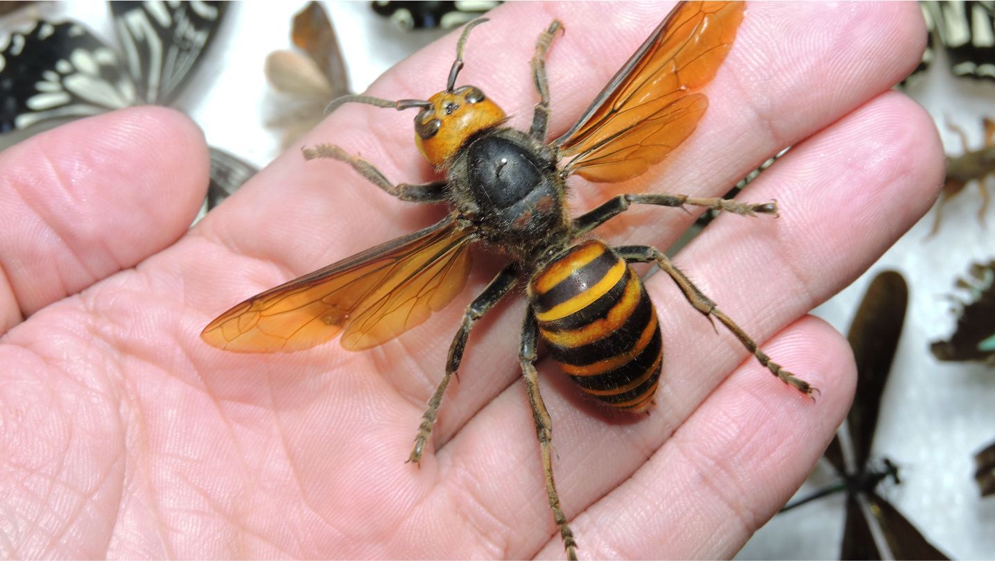 Murder Hornet