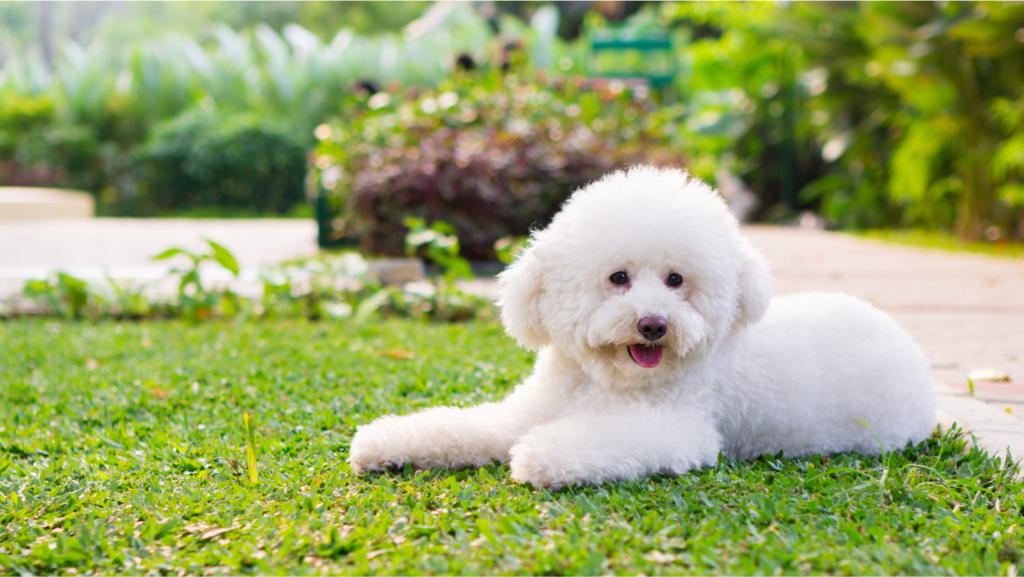 Intelligent Dog Breeds