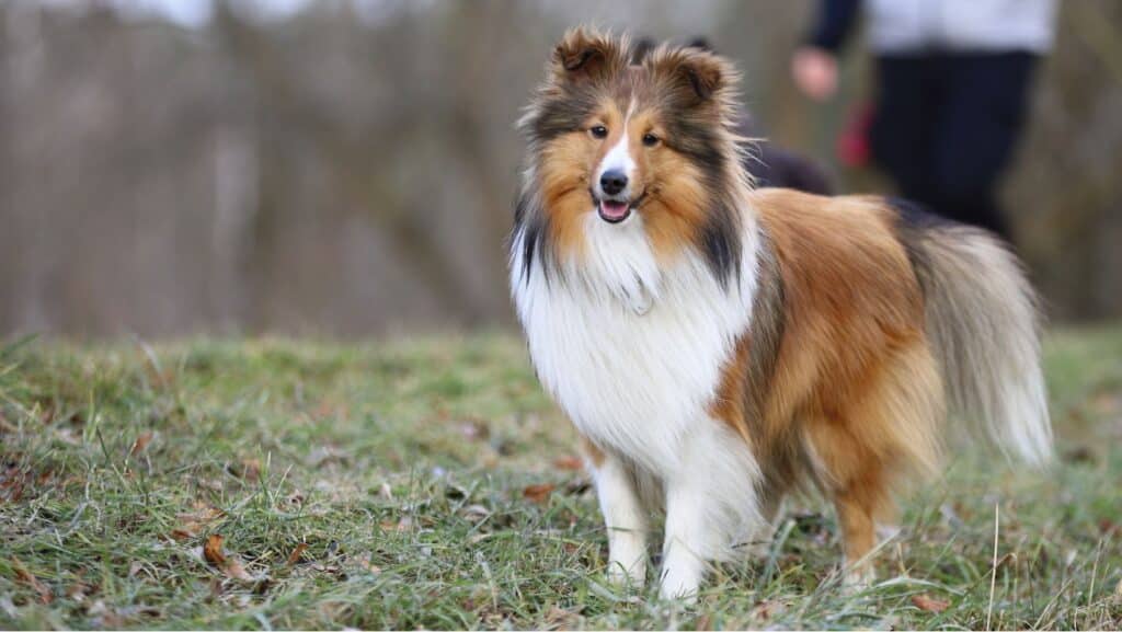 Intelligent Dog Breeds