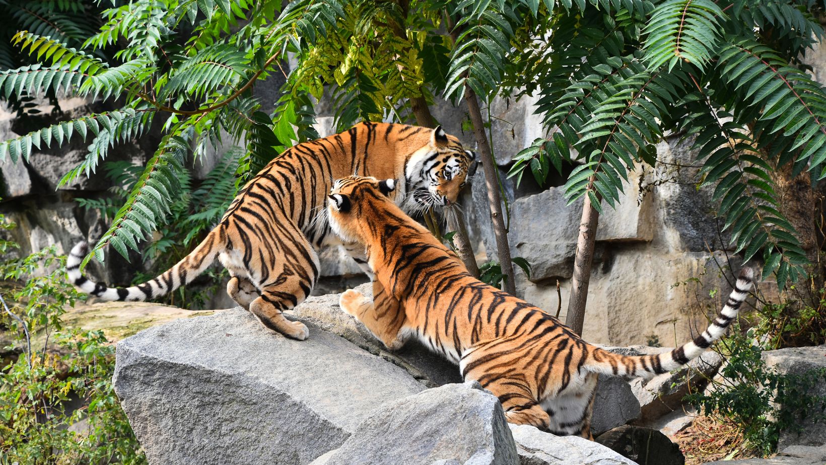 Siberian Tiger