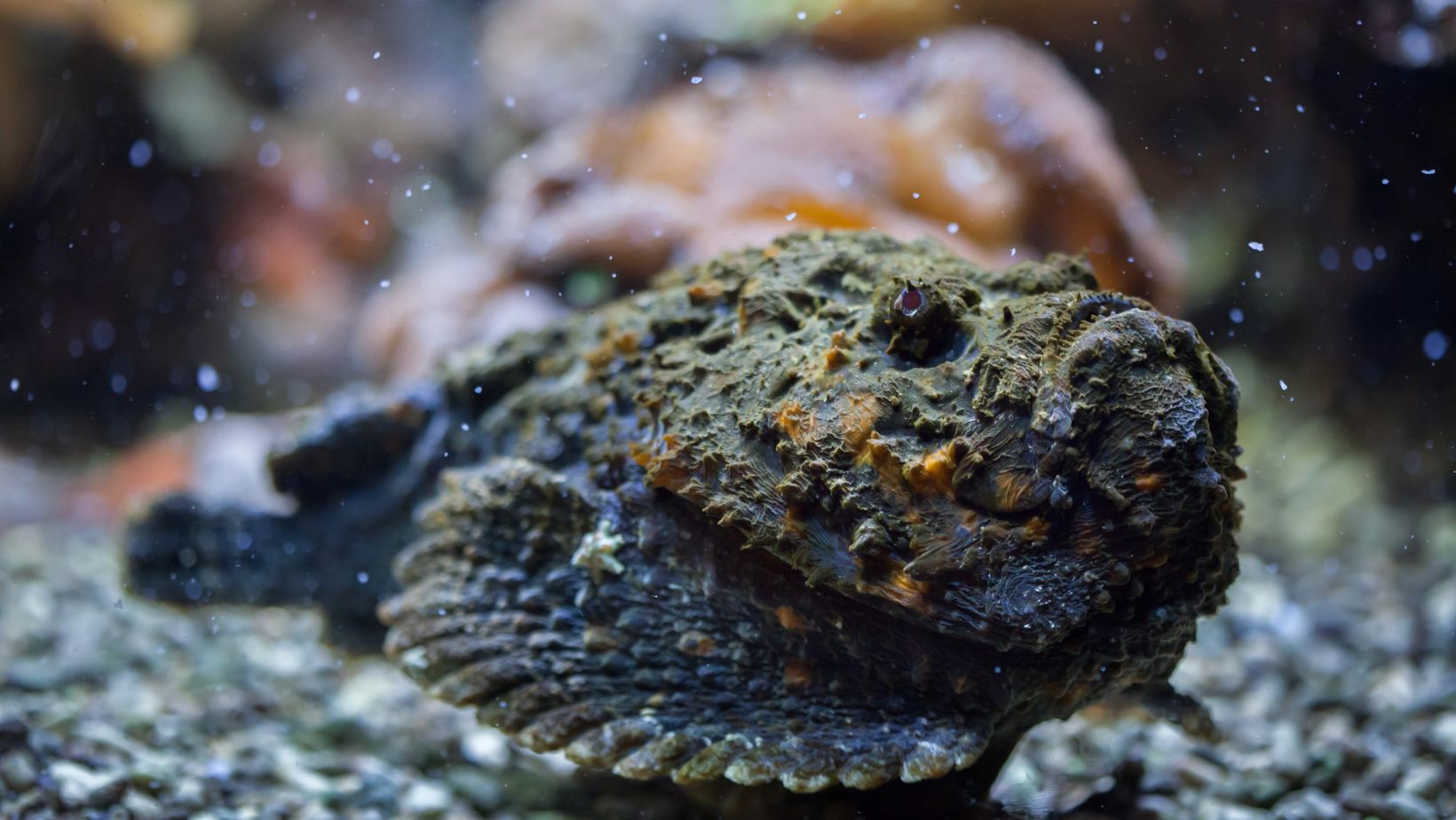 Stonefish