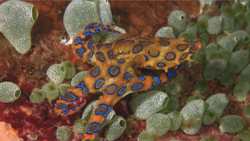 Most Dangerous Octopus