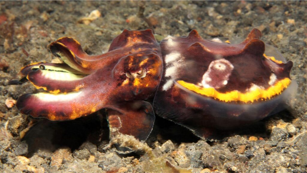 Most Dangerous Octopus