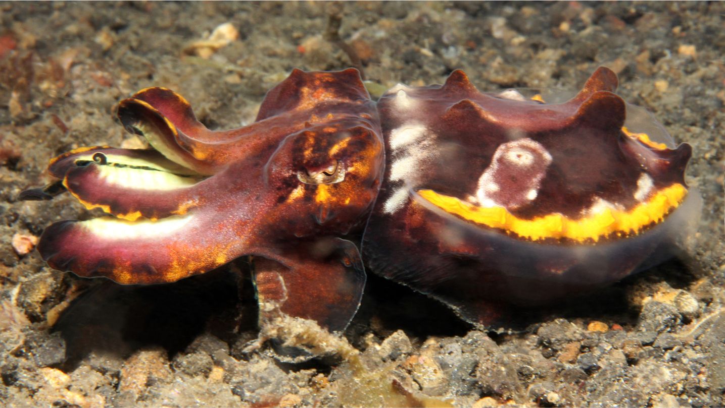 Most Dangerous Octopus