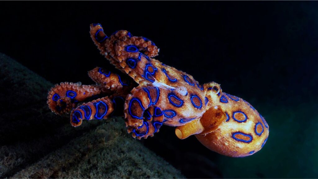 Most Dangerous Octopus