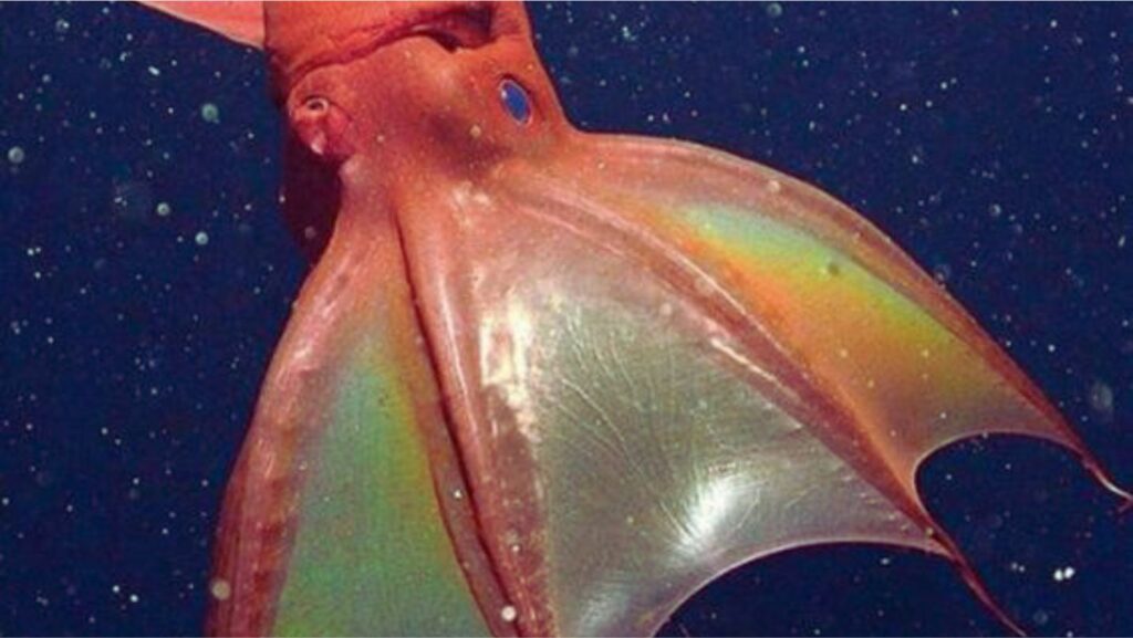 Most Dangerous Octopus