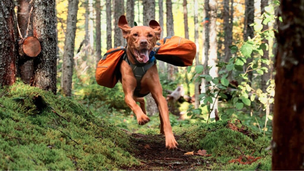 Hunting Dog Breeds