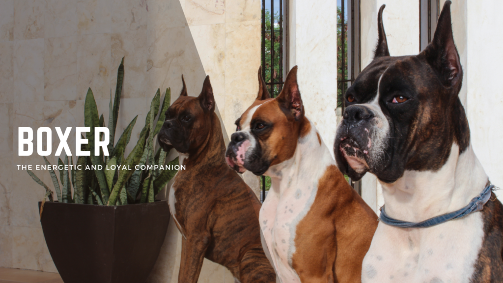 Boxer