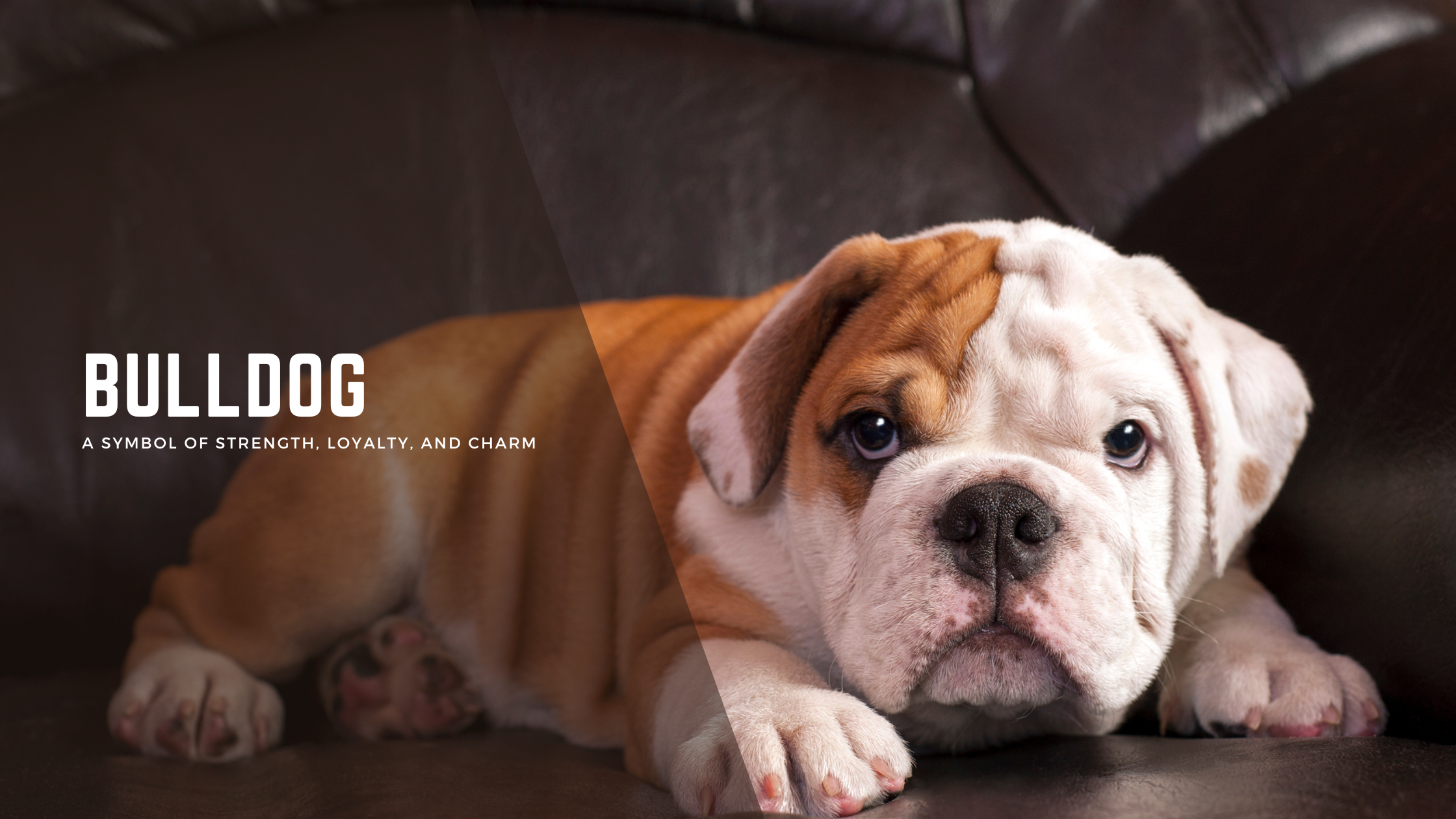 Bulldog