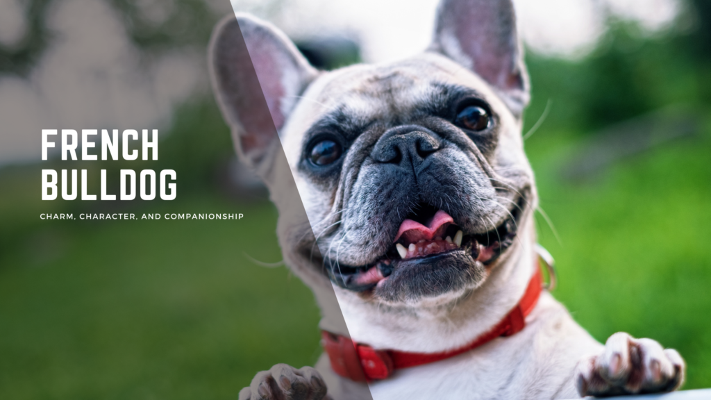 French Bulldogs
