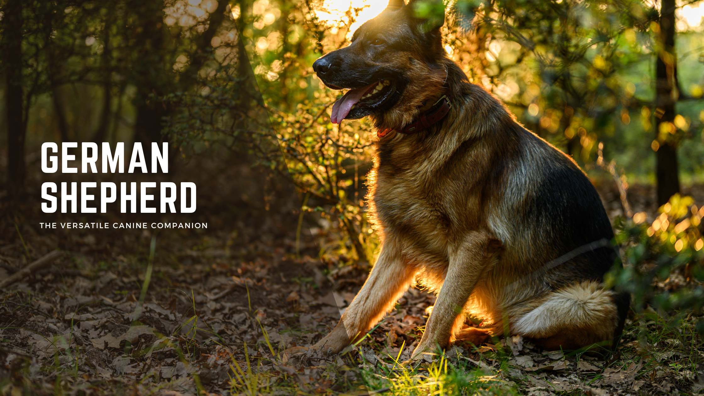 German Shepherd