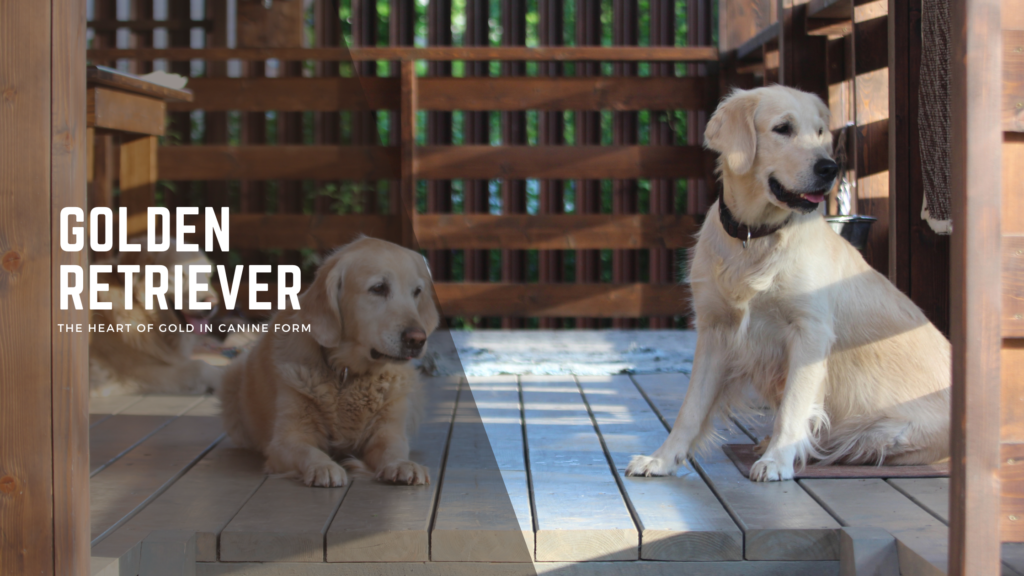 Golden Retriever