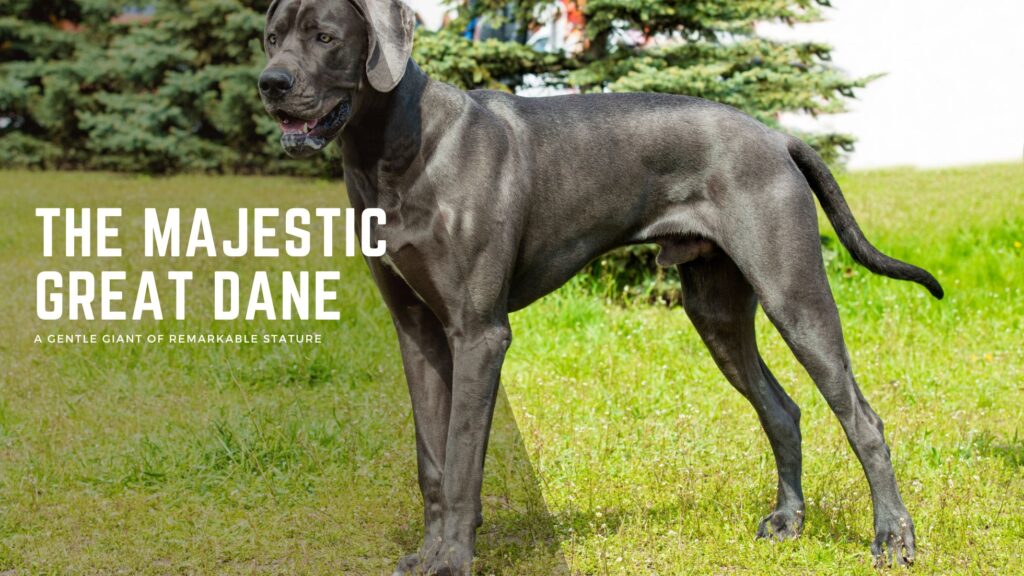 Great Dane