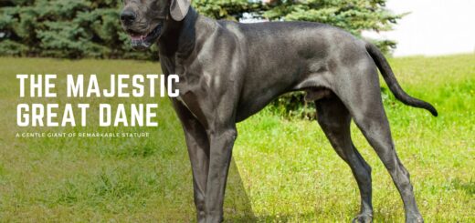 Great Dane