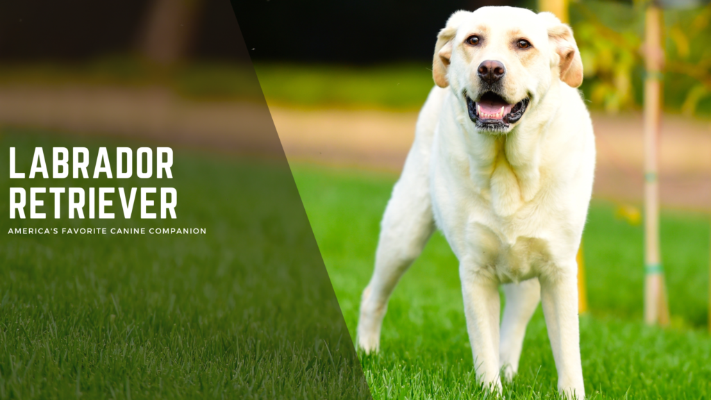 Labrador Retriever