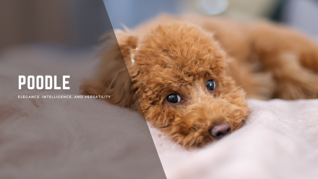 Poodles
