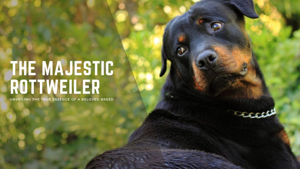 Rottweiler