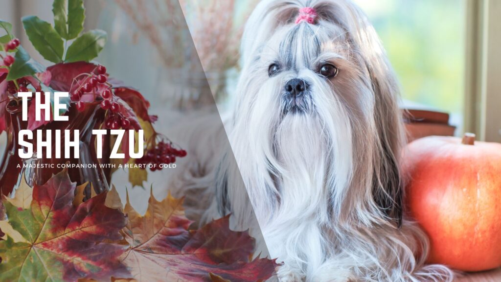 Shih Tzu
