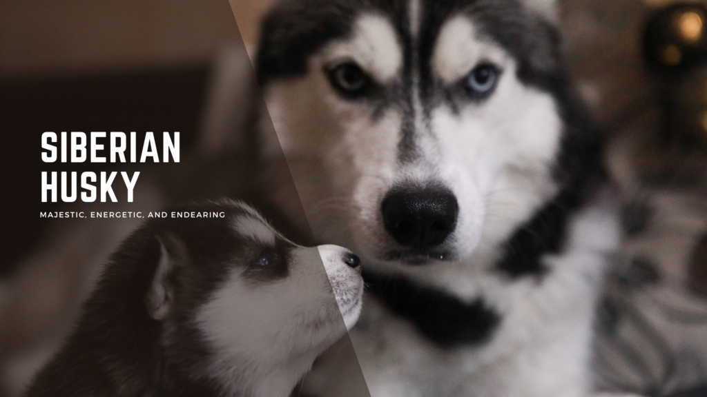 Siberian Husky