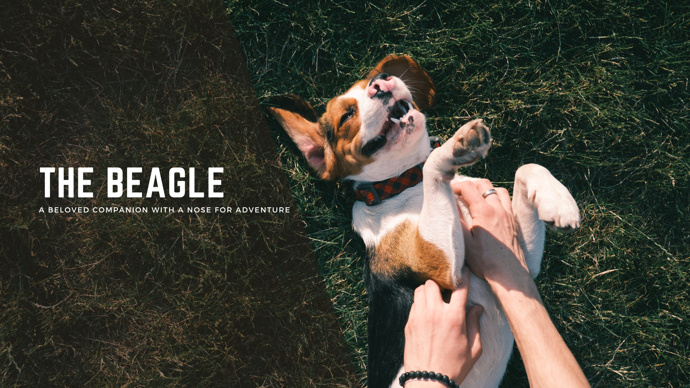 Beagle