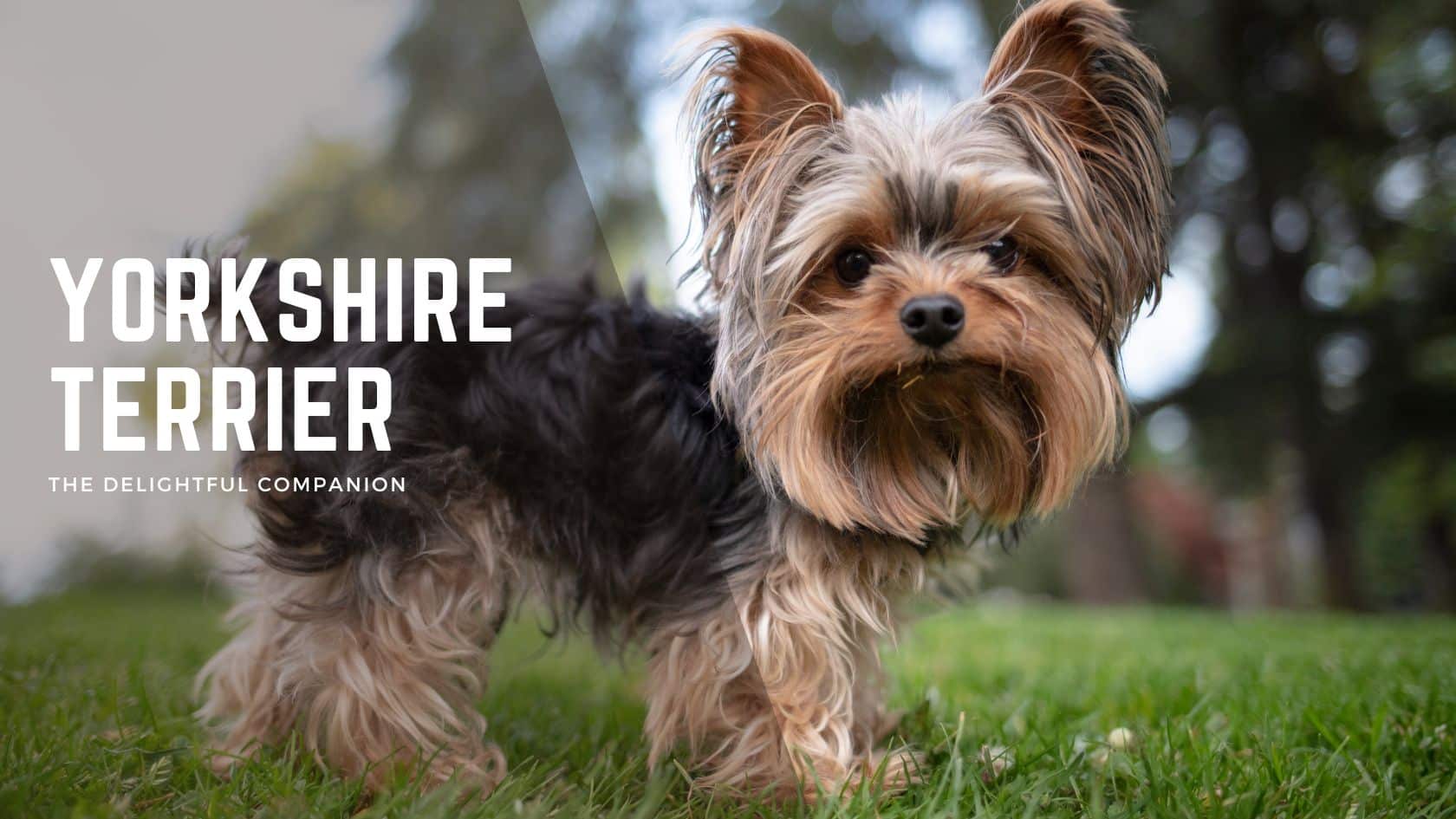 Yorkshire Terrier