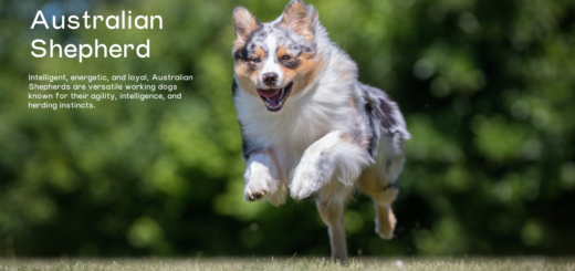 Australian Shepherd