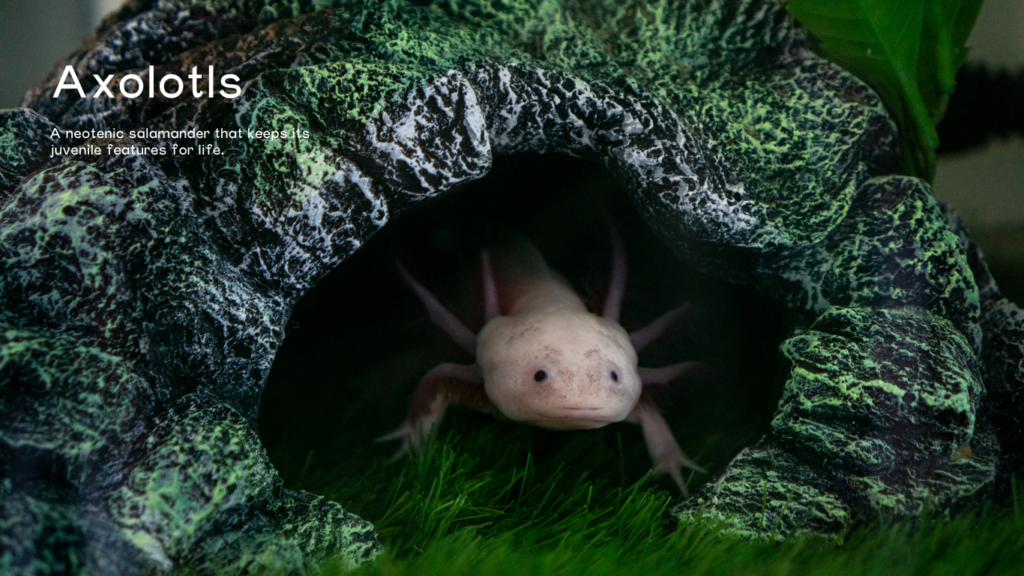 Axolotls
