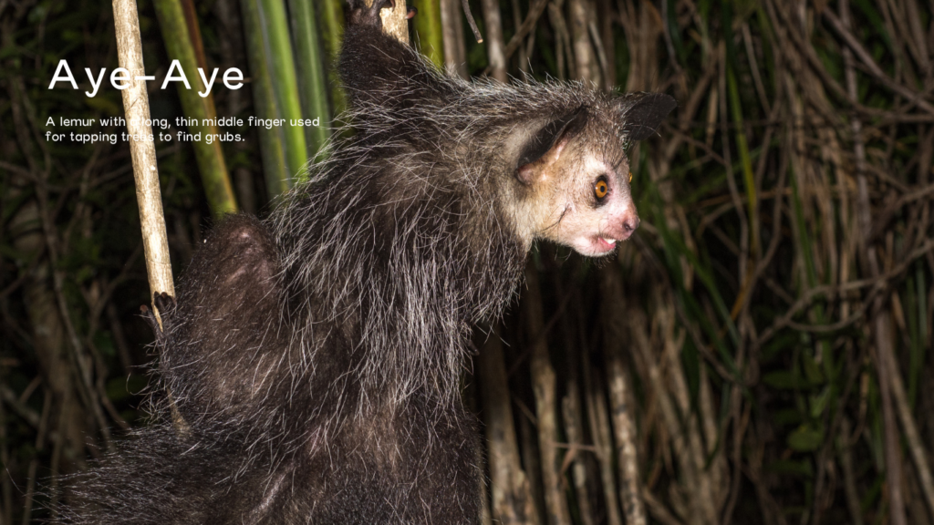 Aye-aye