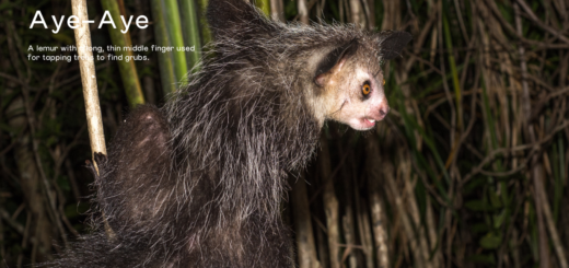 Aye-aye