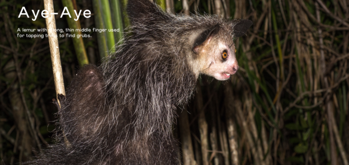 Aye-aye
