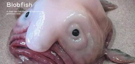 Blobfish