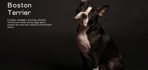 Boston Terrier