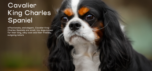 Cavalier King Charles Spaniel