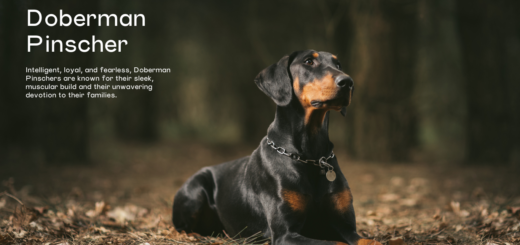 Doberman Pinscher