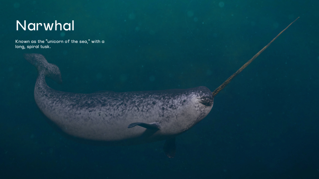 Narwhals