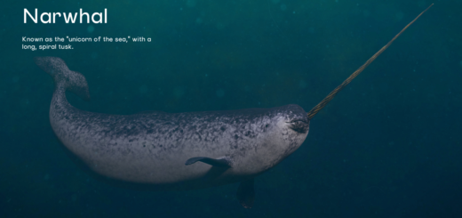 Narwhals