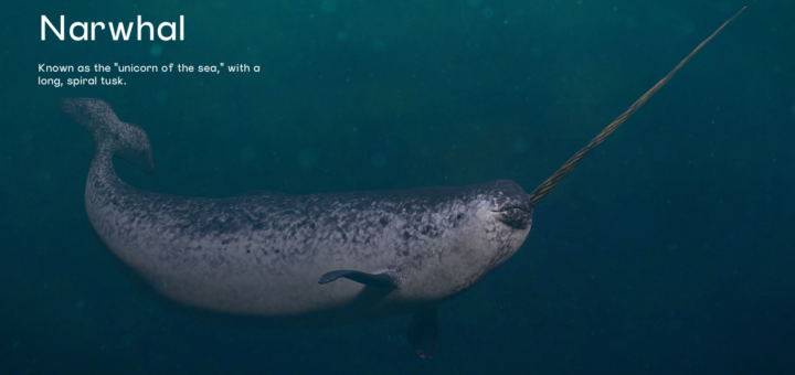 Narwhals